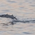 barracuda jumping out of water