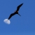 flying bird overlapping moon