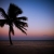 lone palm tree on the beach